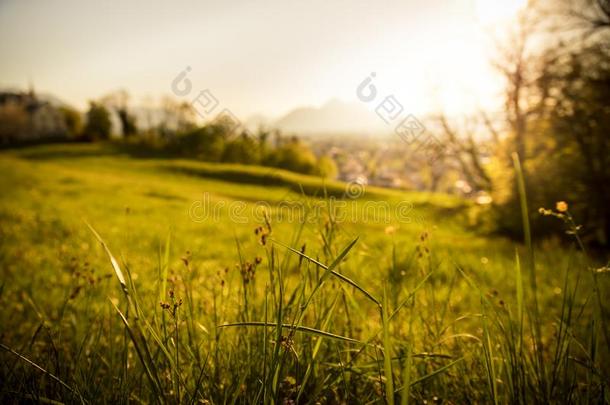 田园诗般的金色的风景傍晚风景:夏草地,日落