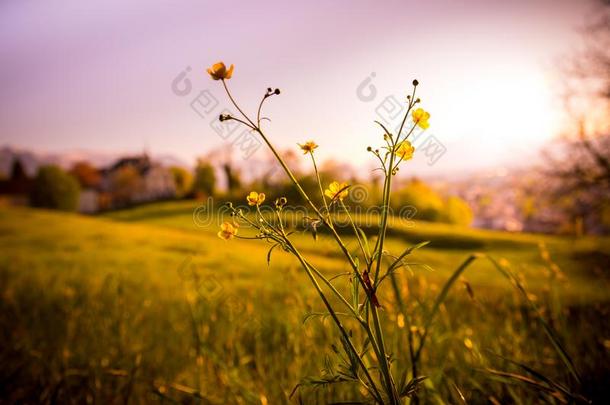 田园诗般的金色的风景傍晚风景:夏草地,日落