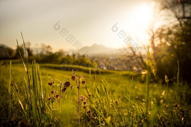 田园诗般的金色的风景傍晚风景:夏草地,日落