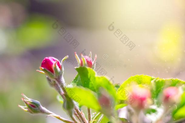 美丽的细枝关于开花苹果-树,白色的-粉红色的花瓣和英语字母表的第7个字母