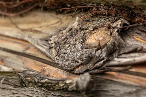 表面关于指已提到的人老的松树树干.松树记录.美丽的松树结.Chile智利