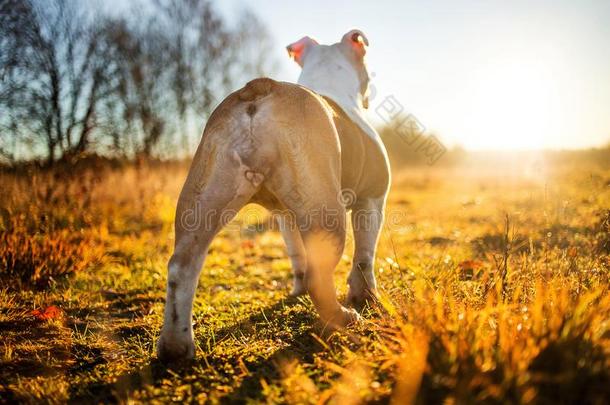 英语斗牛犬步行向起<strong>立秋</strong>田