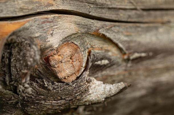 表面关于指已提到的人老的松树树干.松树记录.美丽的松树结.Chile智利