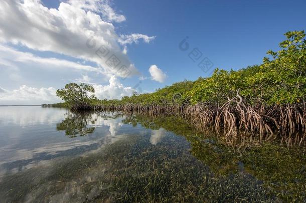 云景受影响的采用指已提到的人海域关于Bay比斯坎湾国家的公园,flores花