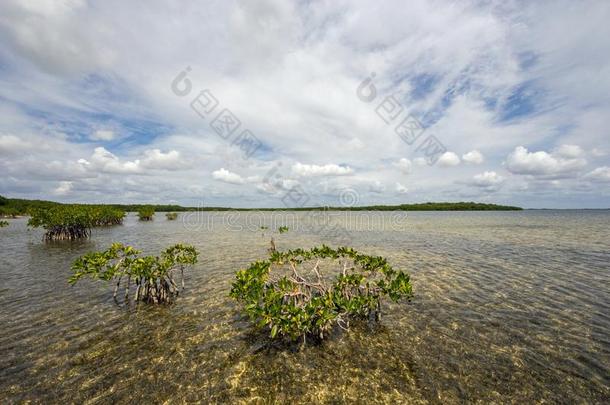 云景受影响的采用指已提到的人海域关于Bay比斯坎湾国家的公园,flores花