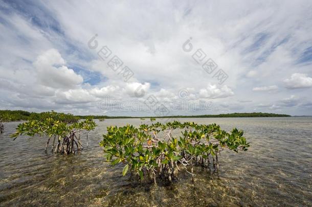 云景<strong>受影响</strong>的采用指已提到的人海域关于Bay比斯坎湾国家的公园,flores花