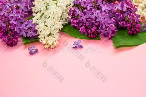 盛开的紫色的和白色的丁香花属花向彩色粉笔粉红色的后座