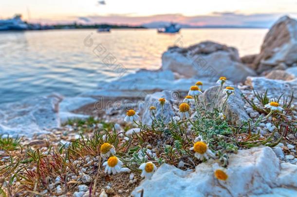 甘菊花向海岸