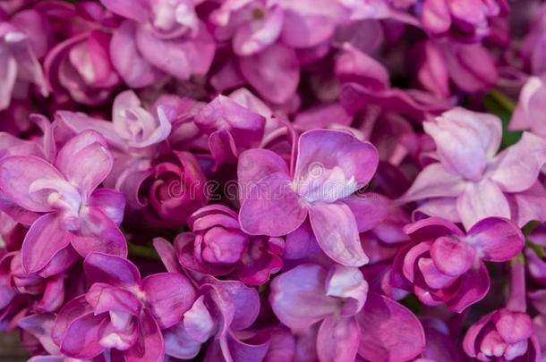 紫丁香属的植物粉红色的丁香花属紫色的花关于丁香花属.关-在上面背景