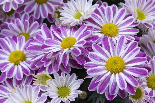 紫色的-白色的菊花.开花紫色的丁香花属紫色的wickets三柱门