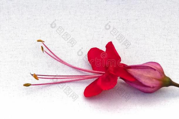 猩红色光荣凉亭单一的花