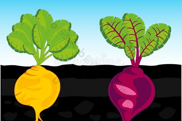 蔬菜甜菜和芜青采用蔬菜花园