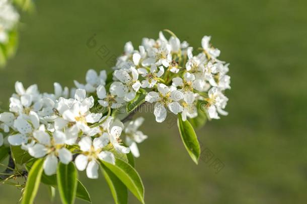 梨树花关-在上面.白色的梨花向自然后台