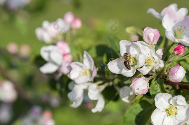 蜂蜜蜜蜂给传授花粉苹果花.指已提到的人苹果树花.ScottPolarResearcInstitute斯科特极地研究所