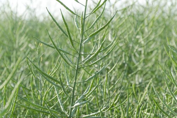 特写镜头关于几乎成熟的加拿大油菜茎反对绿色的加拿大油菜田