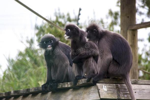 成熟的猴坐和吃<strong>香蕉</strong>成果采用指已提到的人森林.猴