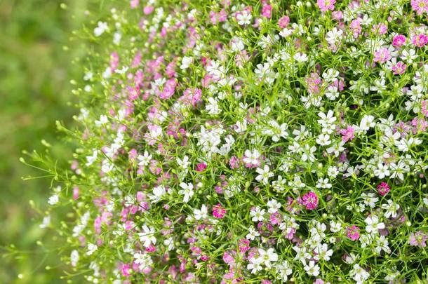 特写镜头许多<strong>小</strong>的<strong>丝</strong>石竹属植物粉红色的和白色的花背景