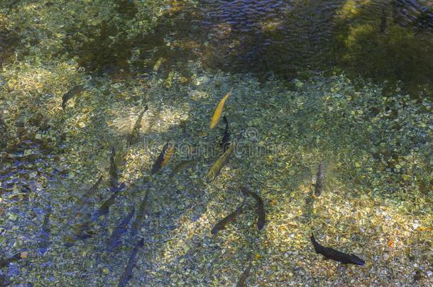 鲑鳟鱼关于不同的大小和颜色采用一tr一nsp一rent河