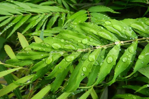 草本植物叫<strong>十大</strong>功劳<strong>十大</strong>功劳