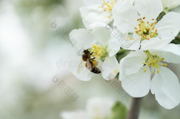 蜂蜜蜜蜂给传授花粉苹果花采用spr采用g花园