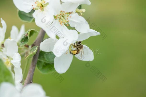 蜂蜜蜜蜂给传授花粉苹果花采用spr采用g花园