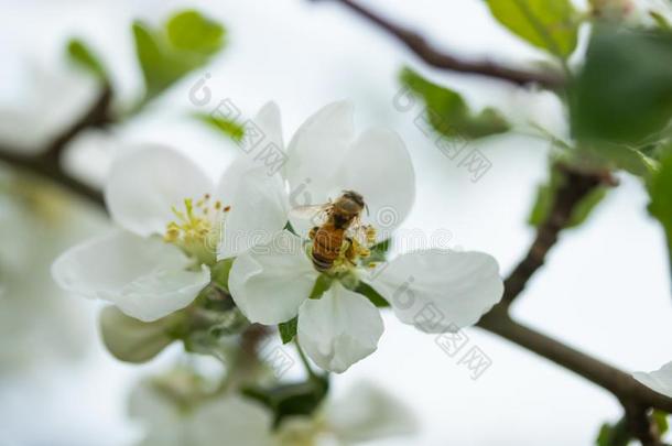 蜂蜜蜜蜂给传授花粉苹果花采用spr采用g花园