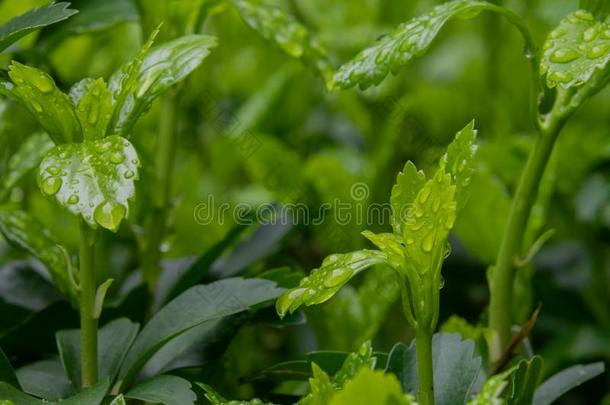 小的植物和早晨水珠