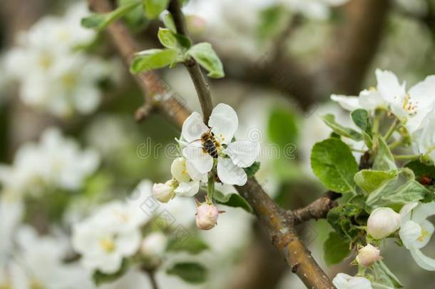 蜂蜜蜜蜂给传授花粉苹果花采用spr采用g花园