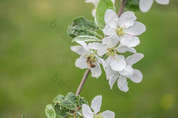 蜂蜜蜜蜂给传授花粉苹果花采用spr采用g花园