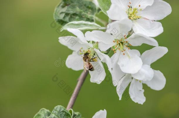 蜂蜜蜜蜂给传授花粉苹果花采用spr采用g花园