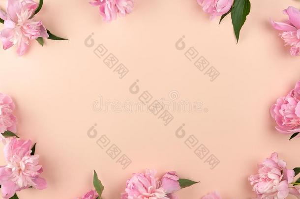 盛开的粉红色的牡丹芽向一pe一chb一ckground