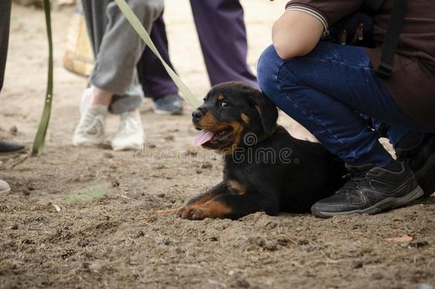 漂亮的洛特维勒牧犬小狗在指已提到的人第一训练会议