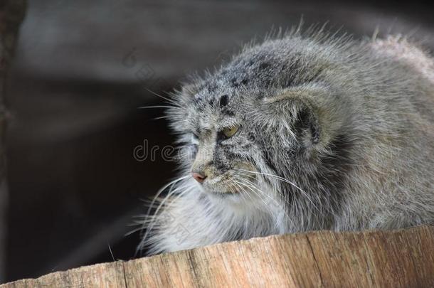 奥多科布小野猫说谎向木制的记录和观察