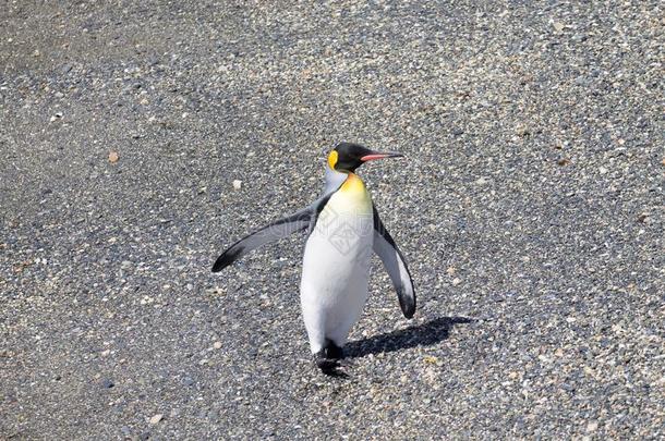 国王企鹅向锤子岛海滩,乌斯怀亚