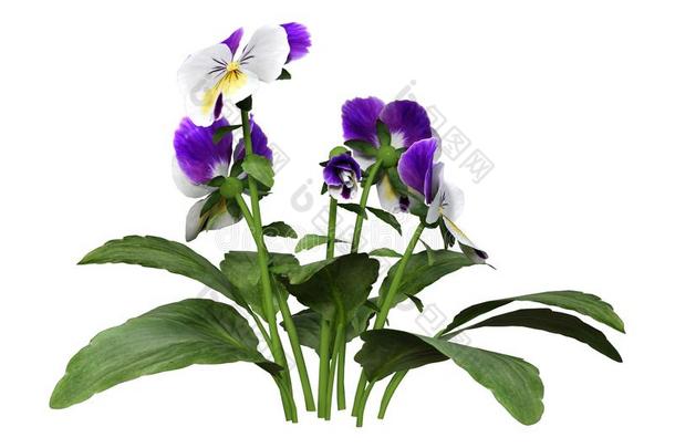 3英语字母表中的第四个字母翻译三色紫罗兰花向白色的