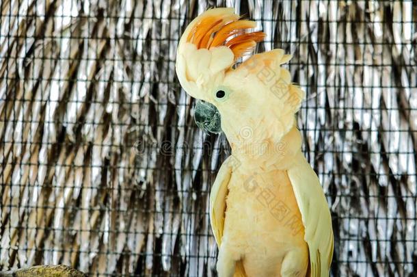 美冠鹦鹉是（be的三单形式漂亮的宠物