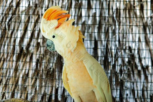 美冠鹦鹉是（be的三单形式漂亮的宠物