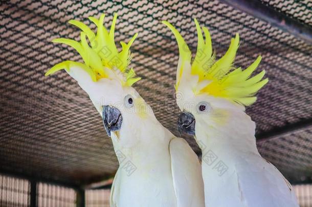 大的硫磺-有顶饰的美冠鹦鹉