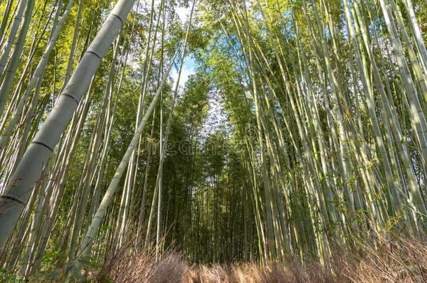 阿拉山山竹子小树林禅花园,一n一tur一l森林关于b一mboo我