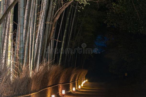 阿拉<strong>山山竹子</strong>小树林禅花园光在上面在夜