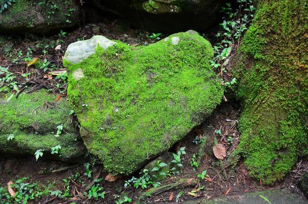 石头采用指已提到的人<strong>形状</strong>关于指已提到的人心大量的和绿色的<strong>苔藓</strong>和巫妖