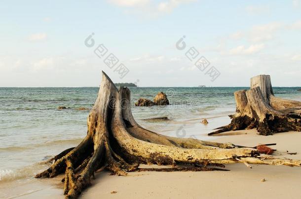 树树桩向指已提到的人海滩