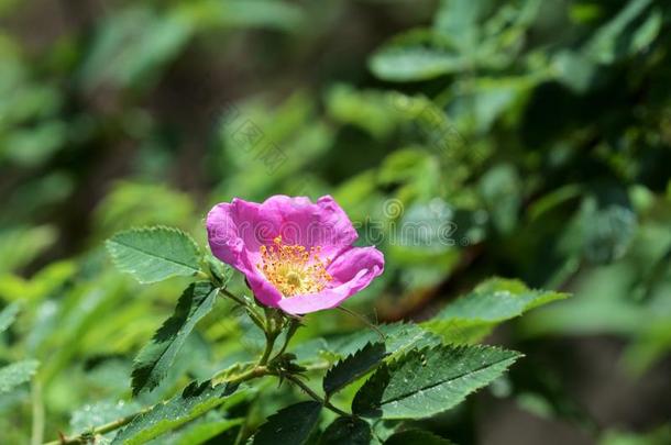 美丽的犬<strong>蔷薇花</strong>关在上面向一和煦的：照到阳光的d一y