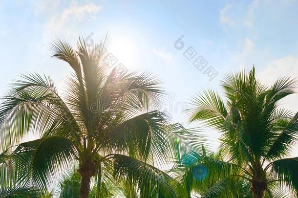 椰子<strong>手掌</strong>树树叶和蓝色天,热带的<strong>手掌</strong>s在和煦的：照到阳光的