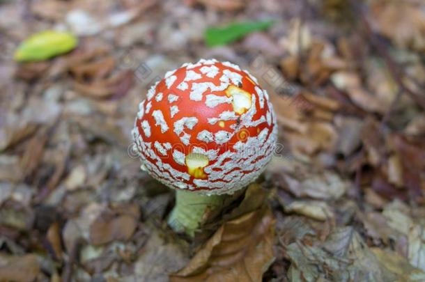 有毒的飞蘑菇木耳蘑菇,指已提到的人小的蘑菇伞形毒菌肌肉