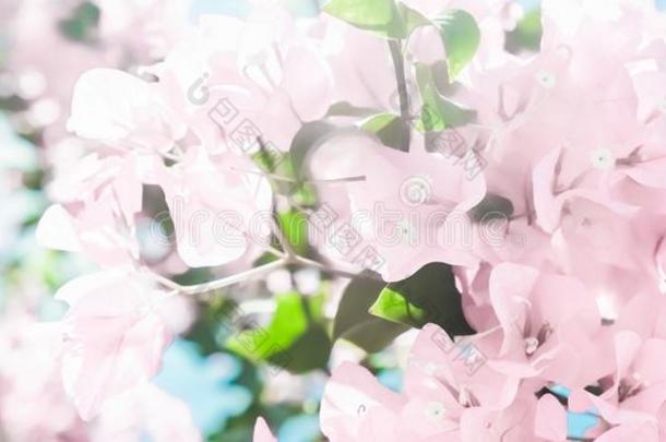 彩色粉笔粉红色的盛开的花和蓝色天采用一dre一mg一rden,floodlight泛光照明