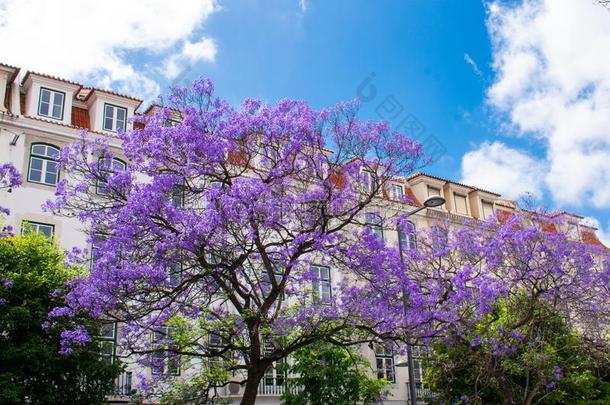 <strong>紫薇</strong>科兰花楹属植物金银花美丽的紫色的树反对<strong>白色</strong>的布里迪