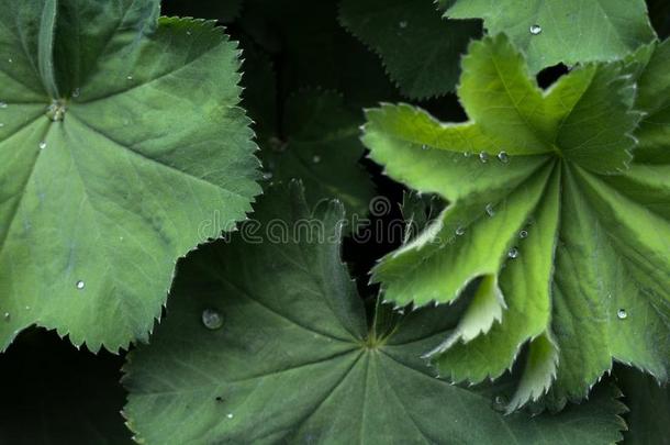 炼金术士软的植物和绿色的树叶和水小滴