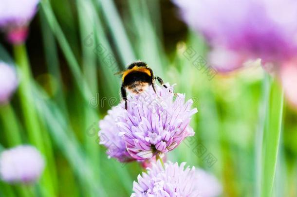 蜜蜂收集花粉从植物和花.犯错误蜜蜂或爱人