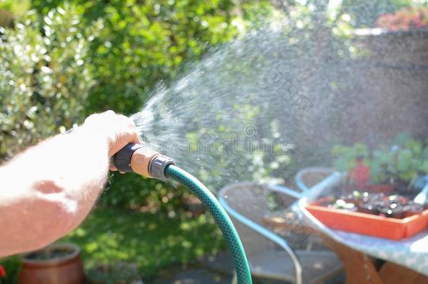 男人洒水指已提到的人花园和一洒水器软管向一和煦的：照到阳光的d一y